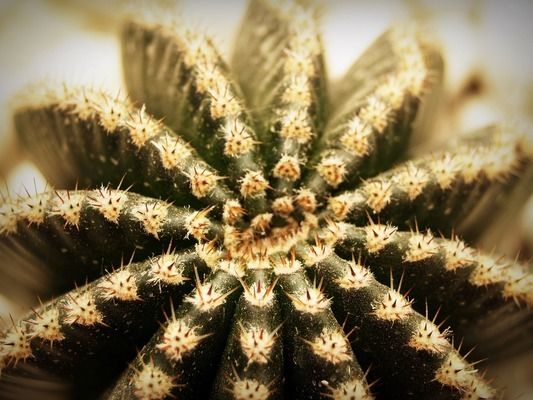 龍魚搭配什么魚最美觀：龍魚掉鱗后的恢復時間