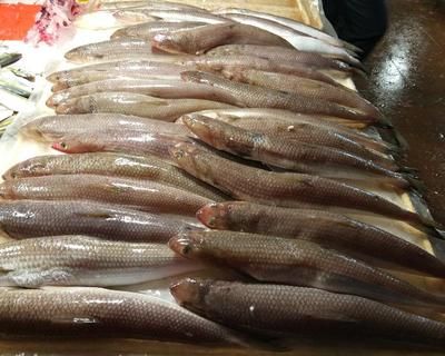 哪里龍魚凍食好：如何選擇優質的冷凍魚食
