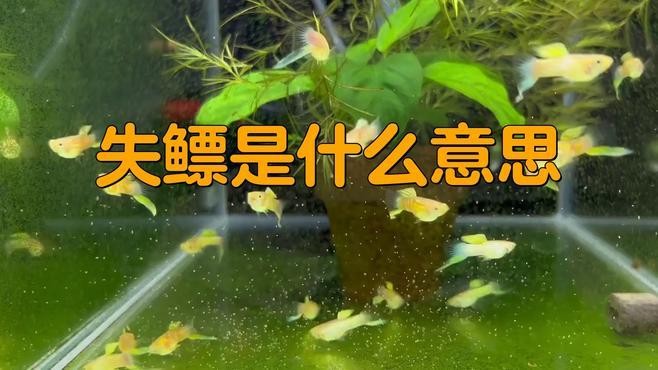 銀龍魚翻肚皮 銀龍魚翻肚皮 龍魚百科 第7張