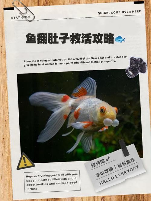 銀龍魚翻肚皮 龍魚百科 第3張 銀龍魚翻肚皮 銀龍魚翻肚皮 龍魚百科 第3張