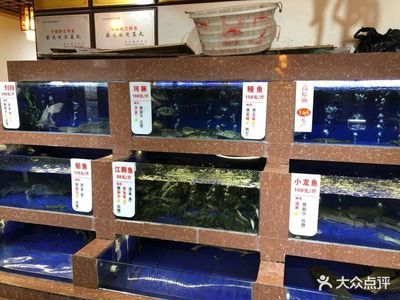 小龍魚跳缸怎么辦：如何處理小龍魚跳缸