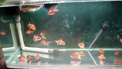 小龍魚跳缸怎么辦：如何處理小龍魚跳缸