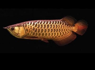金龍魚的珠麟怎么看：關(guān)于金龍魚珠鱗的一些詳細信息