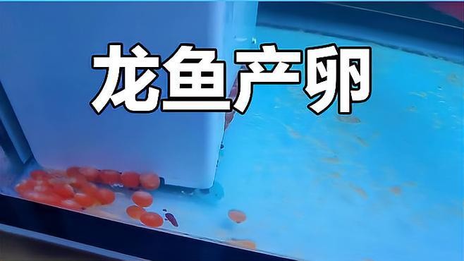 銀龍魚產(chǎn)卵視頻