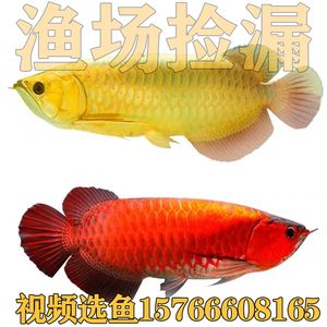 紅龍魚和招財魚混養好嗎:紅龍魚和招財魚混養有可能嗎 龍魚百科 第2張 紅龍魚和招財魚混養好嗎:紅龍魚和招財魚混養有可能嗎 紅龍魚和招財魚混養好嗎:紅龍魚和招財魚混養有可能嗎 龍魚百科 第2張