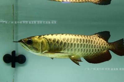 紅龍魚和招財魚混養好嗎:紅龍魚和招財魚混養有可能嗎 龍魚百科 第1張 紅龍魚和招財魚混養好嗎:紅龍魚和招財魚混養有可能嗎 紅龍魚和招財魚混養好嗎:紅龍魚和招財魚混養有可能嗎 龍魚百科 第1張