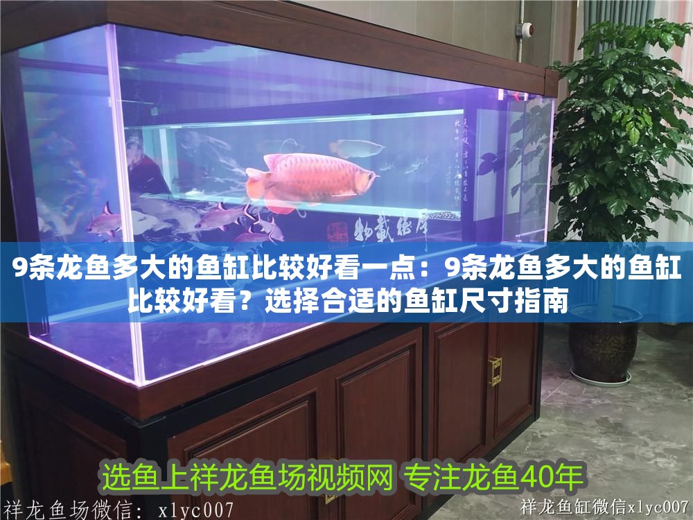 9條龍魚多大的魚缸比較好看一點：9條龍魚多大的魚缸比較好看？選擇合適的魚缸尺寸指南 9條龍魚多大的魚缸比較好看一點：9條龍魚多大的魚缸比較好看？選擇合適的魚缸尺寸指南 龍魚百科 第1張