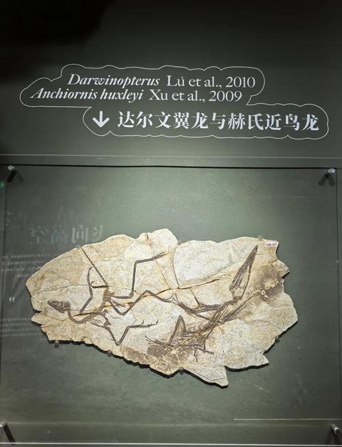 去北京特展參觀帝龍化石需要預(yù)約嗎？