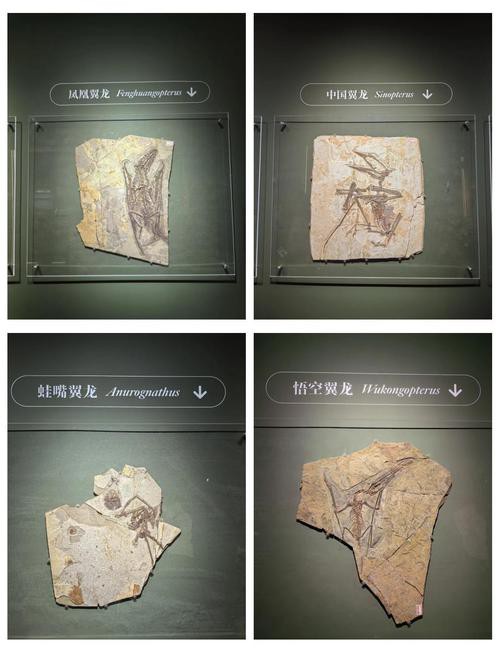 去北京特展參觀帝龍化石需要預(yù)約嗎？