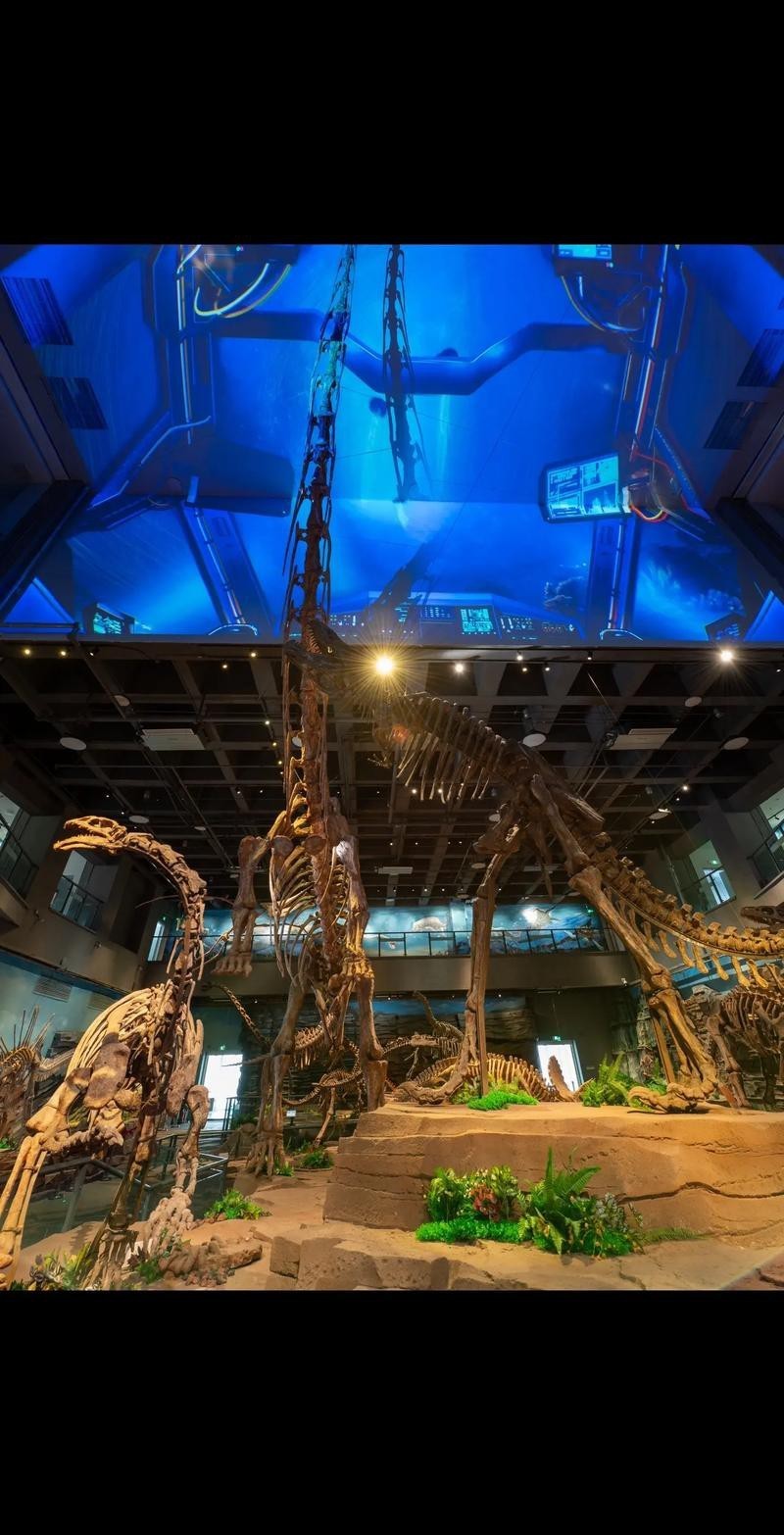 去北京特展參觀帝龍化石需要預(yù)約嗎？