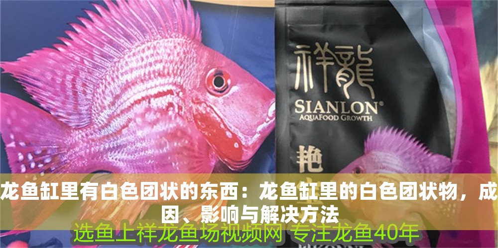 龍魚缸里有白色團狀的東西：龍魚缸里的白色團狀物，成因、影響與解決方法