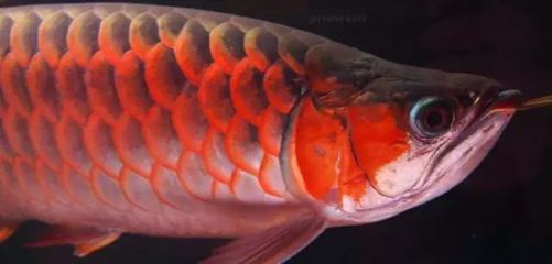 龍魚燈光顏色：金龍魚燈光的選擇指南，金龍魚用什么燈，