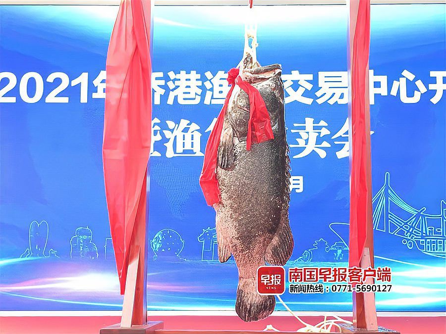 北海龍魚圖片