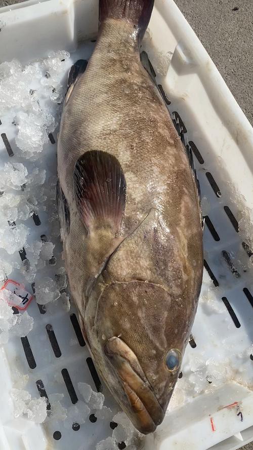 北海龍魚圖片