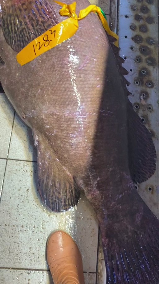 北海龍魚圖片
