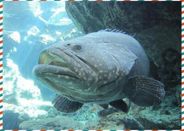 北海龍魚圖片