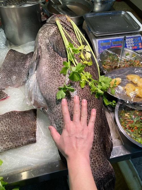 北海龍魚圖片
