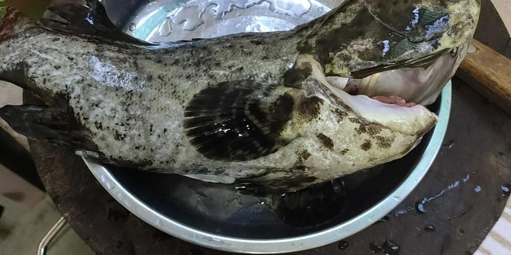 北海龍魚圖片