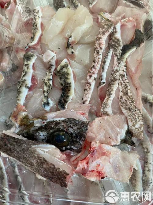 北海龍魚圖片