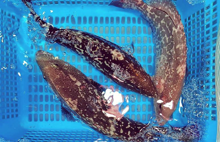 北海龍魚圖片