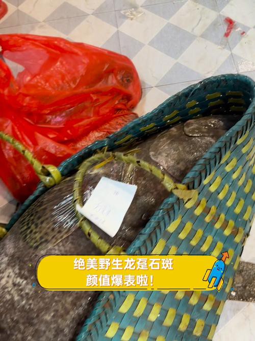 北海龍魚圖片