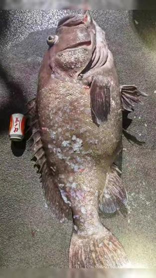 北海龍魚圖片