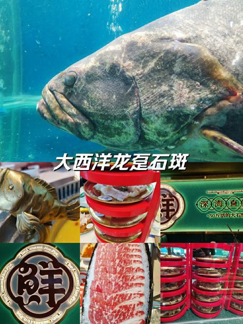 北海龍魚圖片