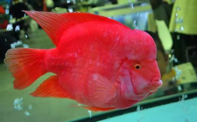 龍魚鸚鵡魚戰船哪個好養？（龍魚、鸚鵡魚和戰船魚各有其飼養特點和難度）