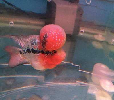 龍魚發色吃什么最好呢圖片欣賞視頻：關于龍魚發色食物的建議