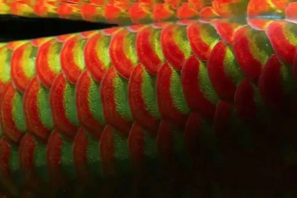 色溫對(duì)龍魚發(fā)色的影響是什么原因：色溫對(duì)龍魚發(fā)色有顯著影響