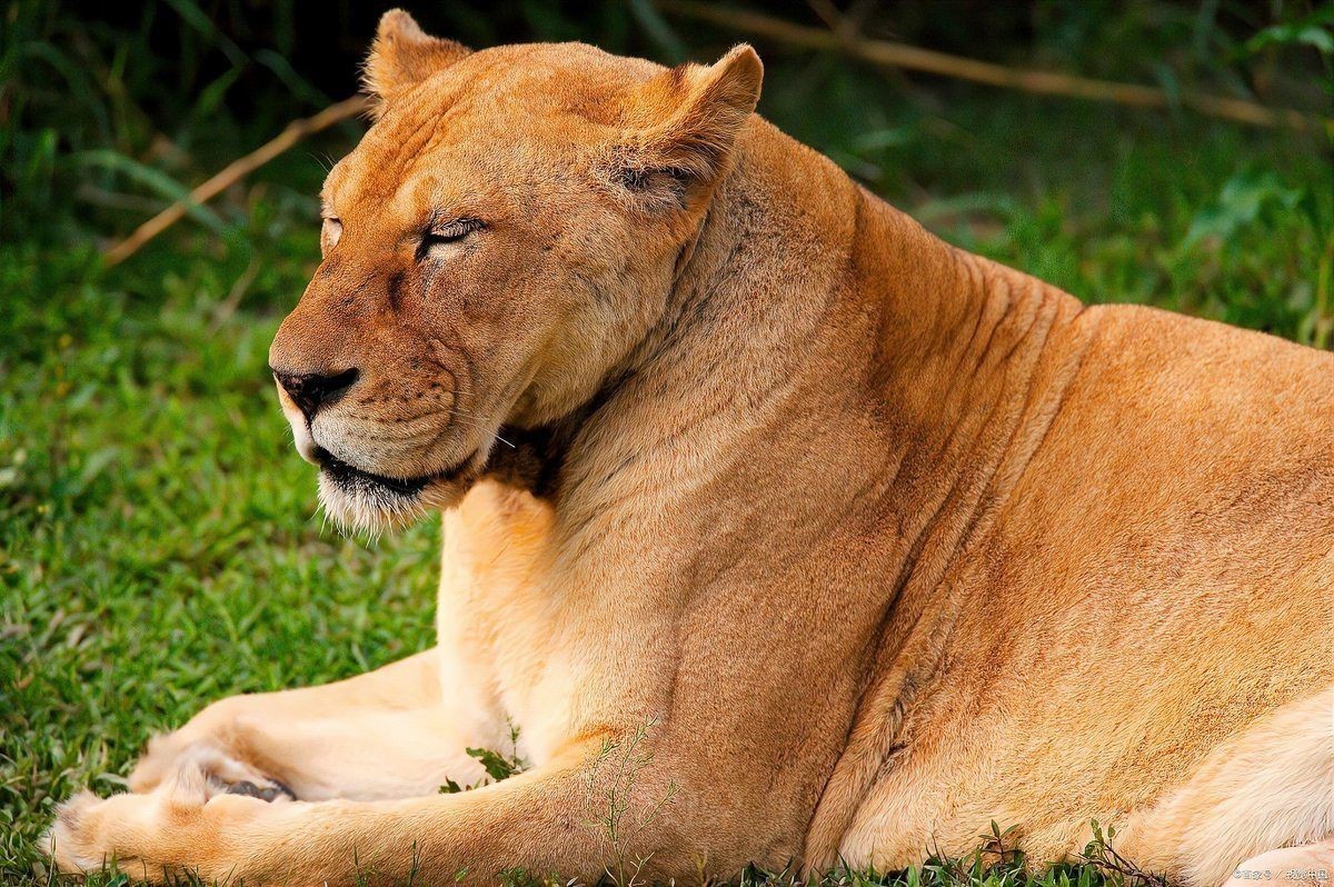 老虎唯一的天敵