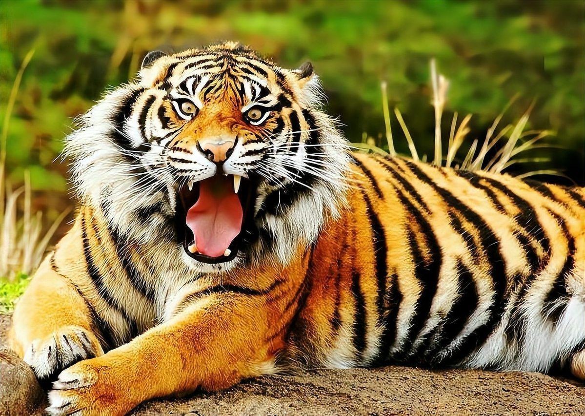 老虎唯一的天敵