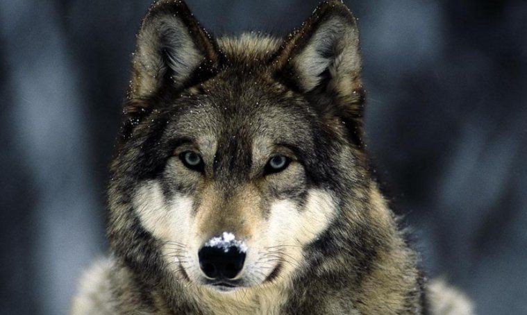 老虎唯一的天敵