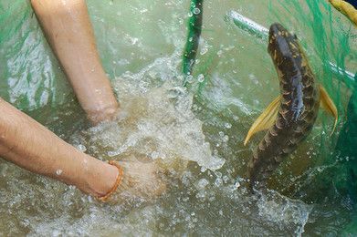 廣東金龍魚養殖場地址:關于廣東金龍魚養殖場的一些相關信息 龍魚百科 第1張 廣東金龍魚養殖場地址:關于廣東金龍魚養殖場的一些相關信息 廣東金龍魚養殖場地址:關于廣東金龍魚養殖場的一些相關信息 龍魚百科 第1張