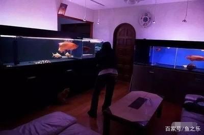 龍魚一般需要多大缸：關(guān)于龍魚所需魚缸尺寸的詳細(xì)信息