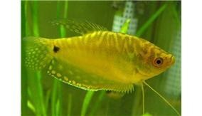 黃曼龍魚能長多大