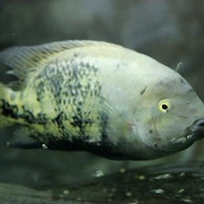 黃曼龍魚能長多大