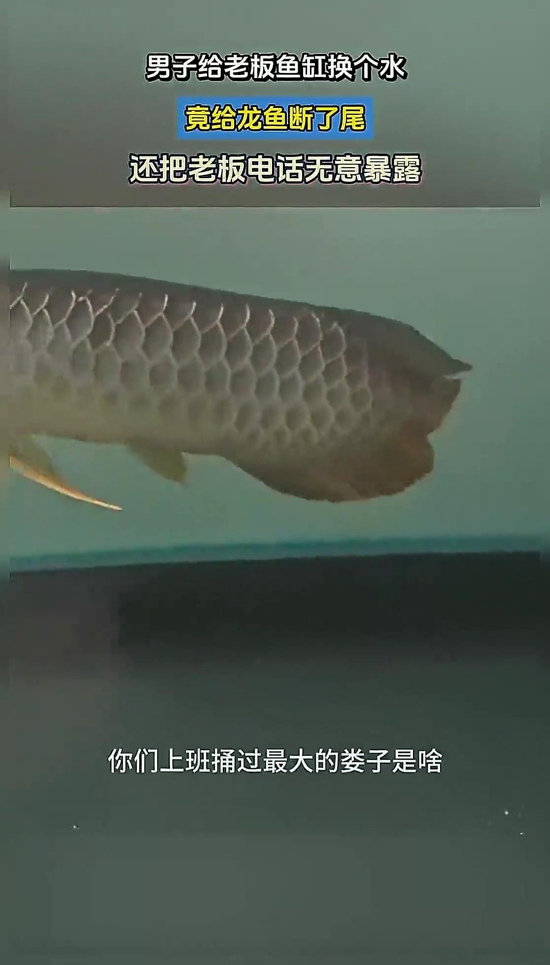 如何預防龍魚眼睛鼓出？