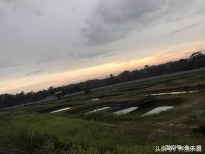 龍魚繁殖場概述（龍魚繁殖場是一個集成了先進技術和嚴格管理的設施） 龍魚繁殖場概述（龍魚繁殖場是一個集成了先進技術和嚴格管理的設施） 龍魚百科 第4張