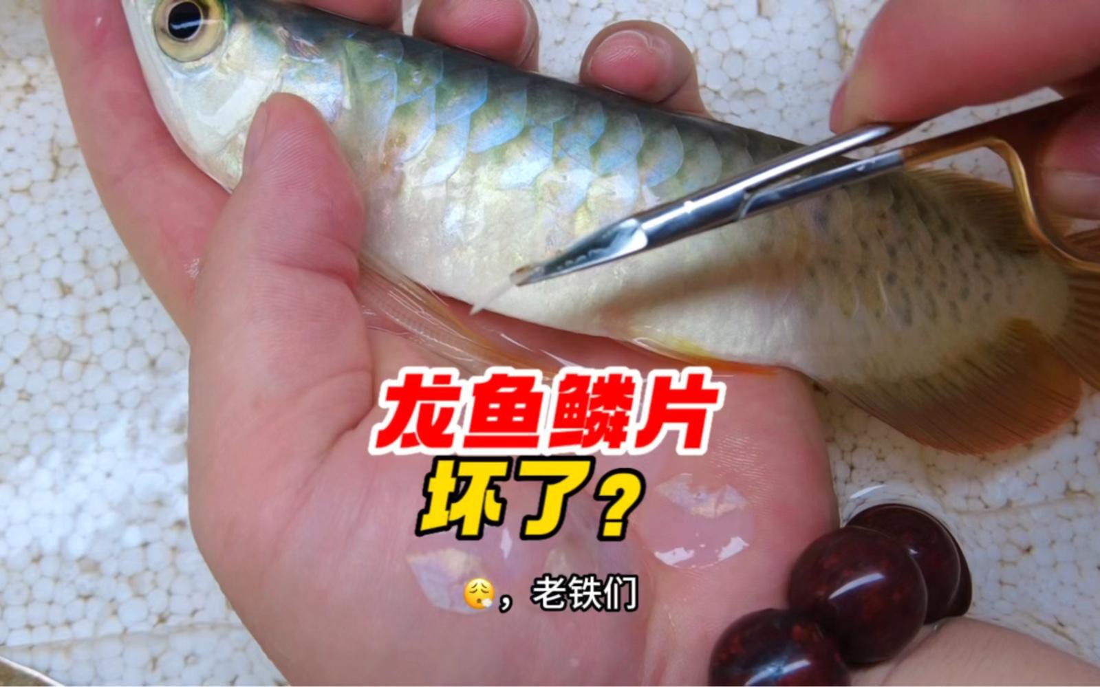 龍魚立鱗病有哪些預防措施？