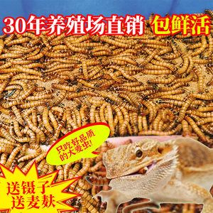 龍魚是否可以吃面包蟲干（龍魚可以吃面包蟲干嗎？）