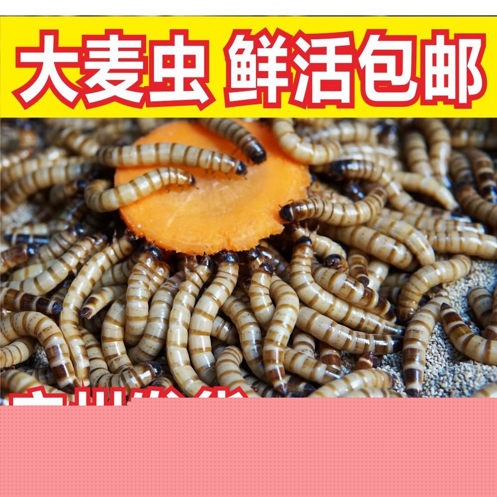 龍魚是否可以吃面包蟲干（龍魚可以吃面包蟲干嗎？）