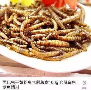 龍魚是否可以吃面包蟲干（龍魚可以吃面包蟲干嗎？）