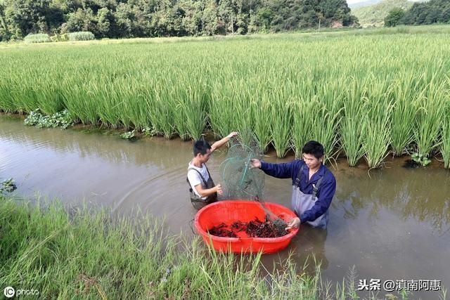魚頭龍尾紋身圖案大全：小龍蝦可以吃魚食嗎，小龍蝦可以吃魚食的優(yōu)點(diǎn)和缺點(diǎn)