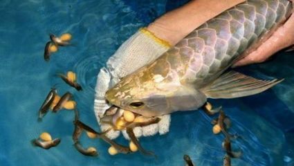 金龍魚吃食反復吐出來：金龍魚吃食后反復吐出食物可能涉及多種原因及其相應的解決方法