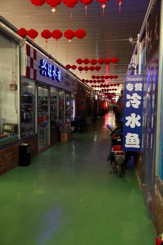 太原龍魚生活館怎么樣啊