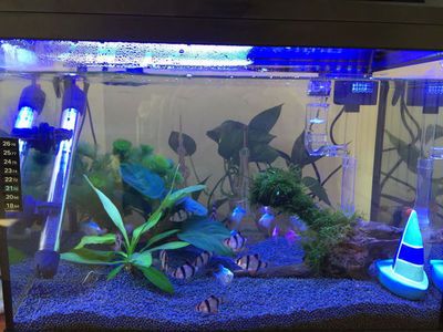 多久給魚缸換一次水合適，如何判斷魚缸水質變差