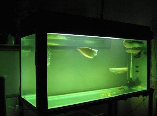 多久給魚缸換一次水合適，如何判斷魚缸水質變差