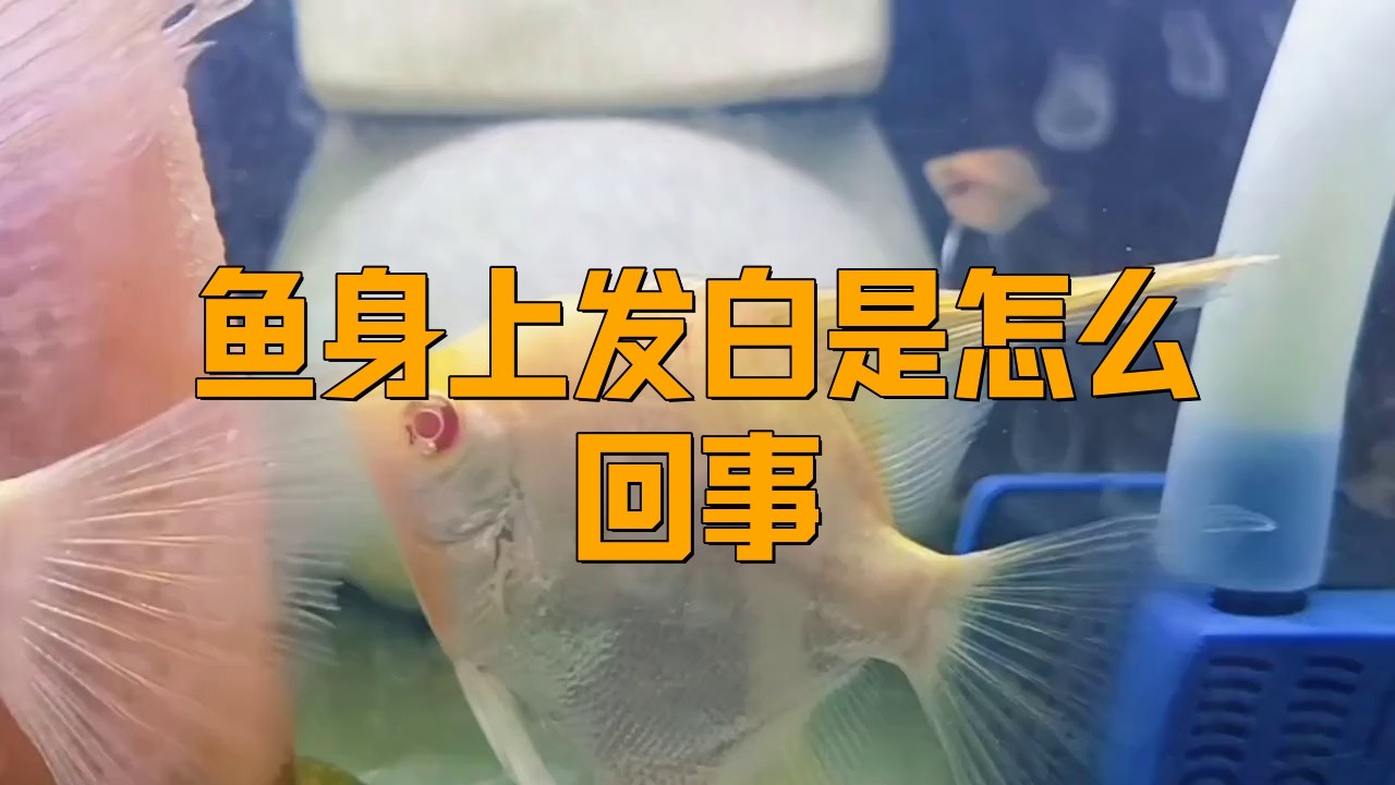 如何判斷金龍魚鱗片發白的原因？