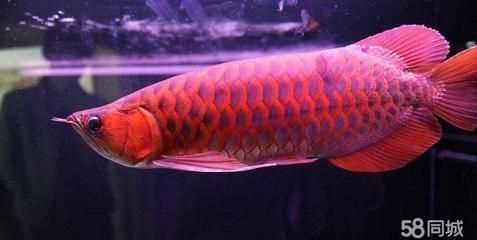 龍魚配什么清潔工比較好看，幾種適合與龍魚混養的清潔工魚 龍魚配什么清潔工比較好看，幾種適合與龍魚混養的清潔工魚 龍魚百科 第3張